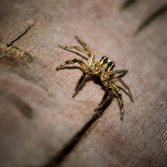 The little spider