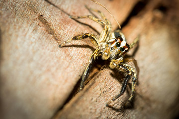 The little spider