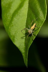 The little spider