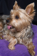 A cute and lovely  young Yorkshire Terrier