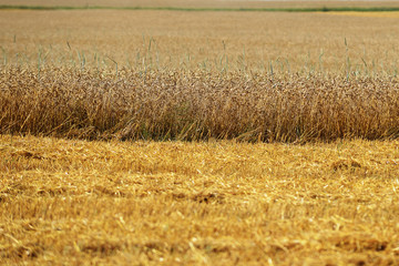  field  in summer day