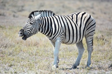 Steppenzebra (Equus Quagga) im Etosha Nationalpark