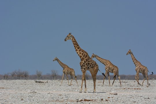 .Steppengiraffen (giraffa camelopardalis) im Etosha Nationalpark
