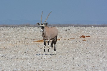 Oryx (oryx gazella) im Etosha Nationalpark
