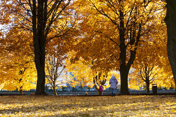 Fototapeta na wymiar autumn Park