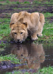 Fototapeta na wymiar trinkende Löwin