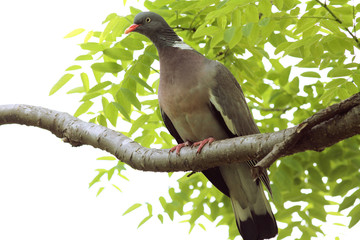 Wild pigeon on a branch of wild acacia.