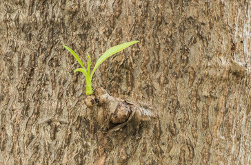 Closeup trunk of tree texture background