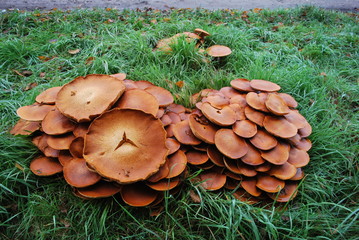 Grzyby trujące w grupach © dagabu