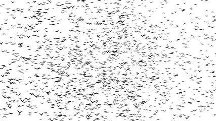 A flock of flying birds forms the grave crosses - part of timelapse, stop motion, gif animation