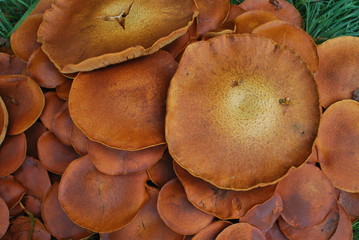 Kapelusze grzybów © dagabu