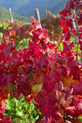 Grapevine leaves in autumn