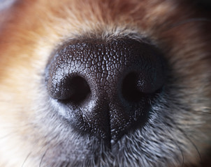 sensitive nose of a dog - obrazy, fototapety, plakaty