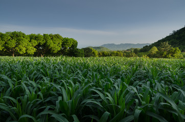 Fototapeta na wymiar Corn field in the evening