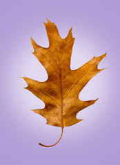 Oak Leaf on Isolated Lavender Retro Background