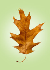 Naklejka premium Oak Leaf on Isolated Green Retro Background