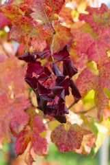Grapevine leaves in autumn