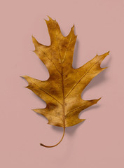 Oak Leaf on Salmon Pink Background