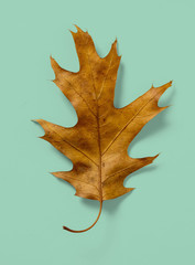 Naklejka premium Oak Leaf on Teal Blue Green Background