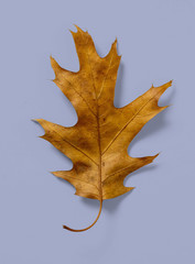 Naklejka premium Oak Leaf on Lavender Background
