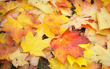 Naklejka na ściany i meble Background group autumn orange leaves. Outdoor. Colorful autumn