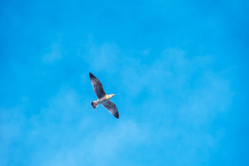 Seagull fly on blue sky