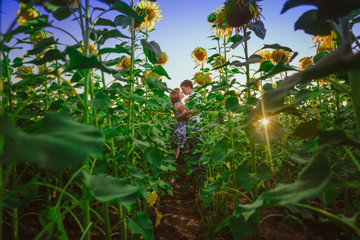 Romantic couple standing and kissing on background summer  field sunflower sunset