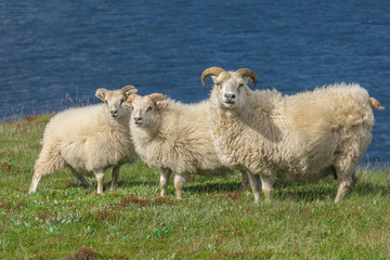 Le tipiche pecore islandesi