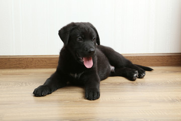 Beautiful black labrador puppy, close up