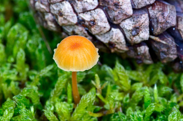 Hygrocybe ceracea (lat.) mushroom in the forest.