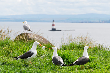 Maritime landscape with seagulls and a lighthouse