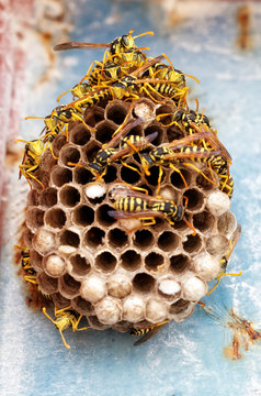 piccolo nido di vespe