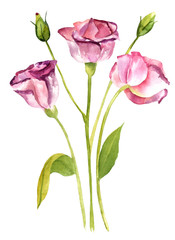 White and purple branch of lisianthus (eustoma) flowers on white backround
