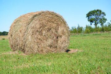 Roll of hay lie on a green meadow. Summer