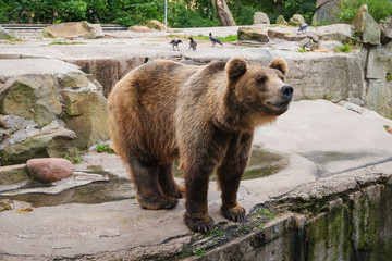 Brown bear (Ursus arctos)