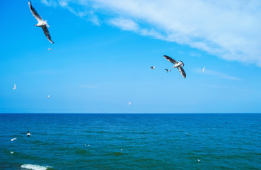 Gulls flying over sea