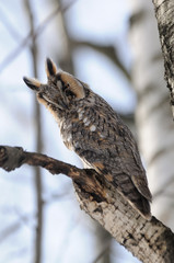 Long-eared Owl at birch-tree in spring