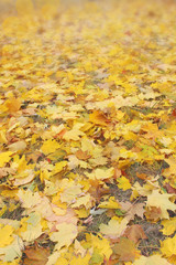 Yellow leaves on dry grass. Autumn background