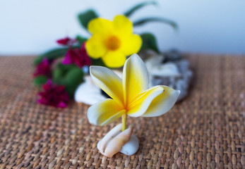 Fototapeta na wymiar Flower frangipani on the seashell
