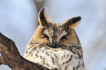 Portrait of sleeping Long-eared Owl