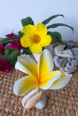 Frangipani flower and yellow flower with seashells