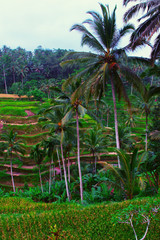 Rice terraces in the area of Ubud in Bali