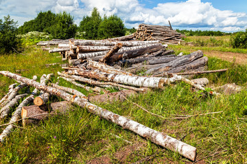 Fototapeta na wymiar Cut tree logs piled up near a forest road in summertime