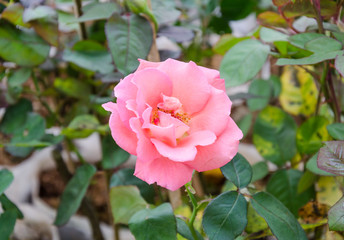 Pink rose