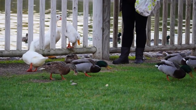 pato atascado en valla queriendo coger pan