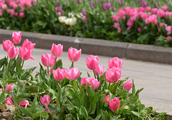 Pink Tulips in garden