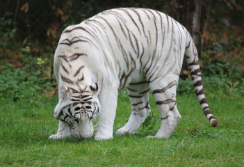 Fototapeta na wymiar weißer Tiger
