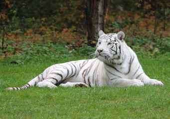 Fototapeta na wymiar weißer Tiger