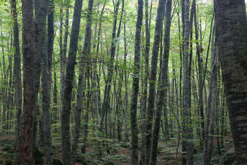 arboles