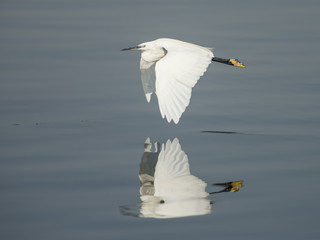 Little egret in flight over water